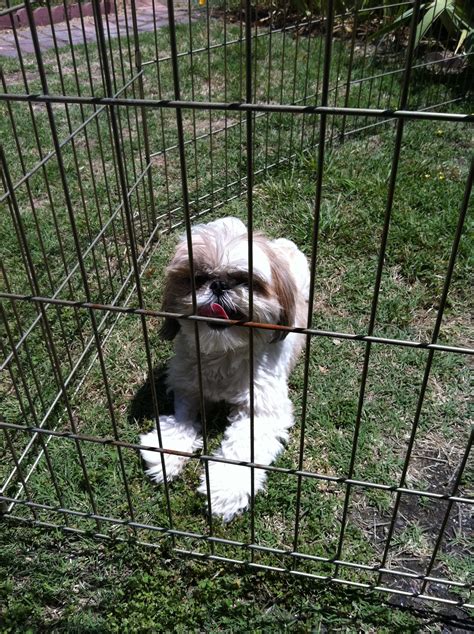 Sophie - Oh My Shih Tzu