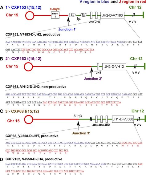 Cxp Lymphomas Harbor Normal V D J Rearrangements In Igh Locus