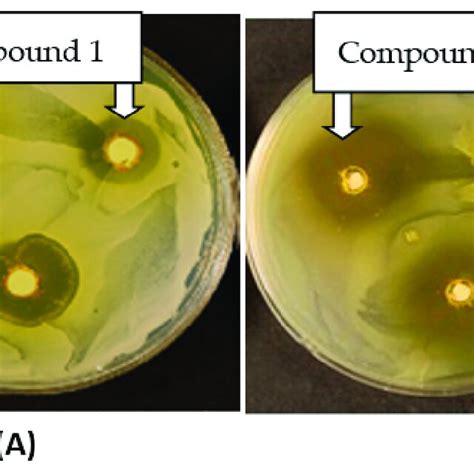 Candida albicans (A) and Staphylococcus aureus (B) treated with ...