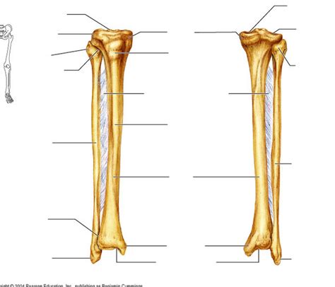 Anatomy of the Fibula and Tibia Diagram | Quizlet