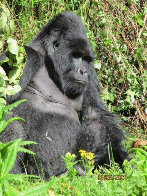 3 días de rastreo de gorilas en Bwindi y experiencia Batwa GetYourGuide