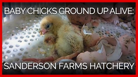 Baby Chicks Ground Up Alive At Sanderson Farms Hatchery Youtube