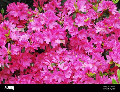 Azalea bush hi-res stock photography and images - Alamy