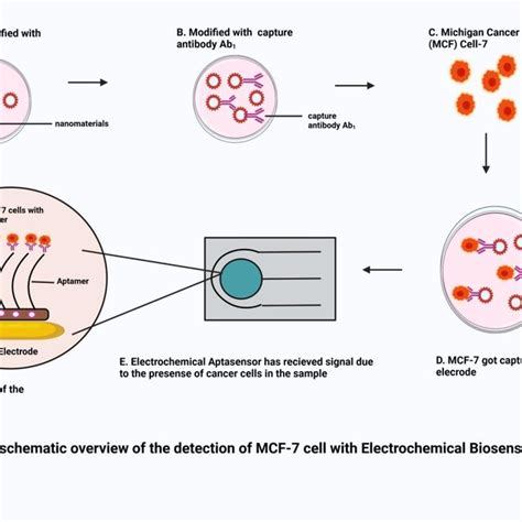 A Schematic Overview Of Detection Of Mcf 7 Cell With Electrochemical Download Scientific