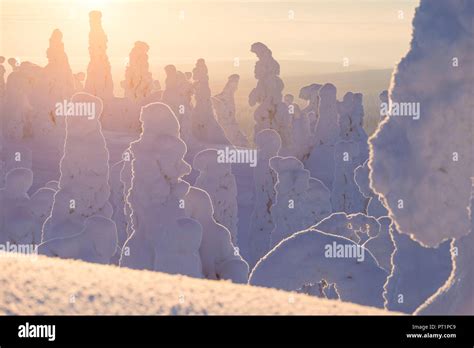 Sunset On Frozen Trees Riisitunturi National Park Posio Lapland