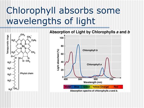 Ppt Chapter 4 Photosynthesis Powerpoint Presentation Free Download