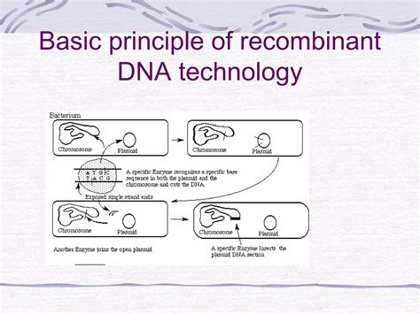 Recombinant Dna Technology Ppt