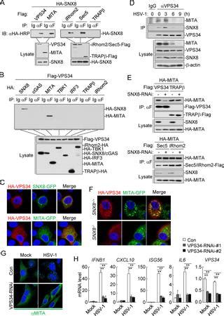 SNX8 Modulates Innate Immune Response To DNA Virus By Mediating