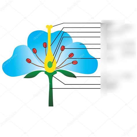 Plant Reproduction Diagram Quizlet