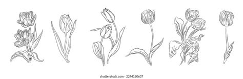 Tulip March Birth Month Flower Set Stock Vector Royalty Free 2244180637 Shutterstock