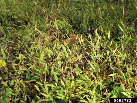 Japanese Stiltgrass Microstegium Vimineum