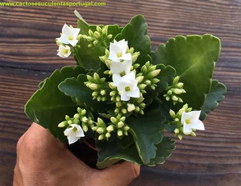 Kalanchoe Blossfeldiana Branca Flor Da Fortuna Cactos E Suculentas