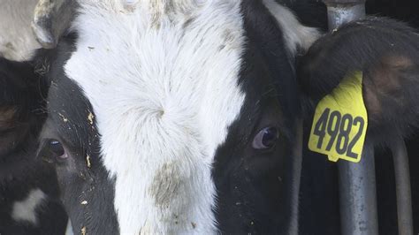 Missouri Agriculture Officials Keeping ‘close Eye On Herd Health Amid