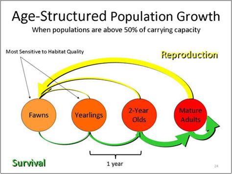 Age Structured Survival And Reproduction Deer Ecology And Management