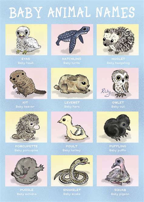 baby animals pictures  names