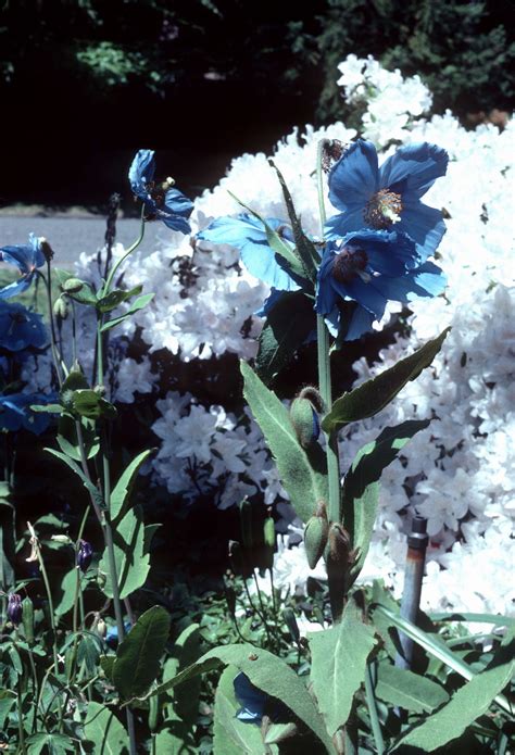 Meconopsis grandis - City of Vancouver Archives