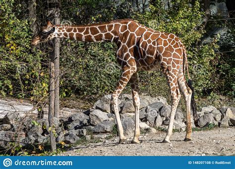 La Jirafa Camelopardalis Del Giraffa Es Un Mam Fero Africano Foto De