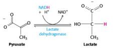 Glycolysis Bioc Introduction To Biochemistry