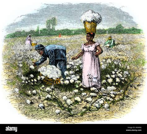 Cotton Plantation Diagram
