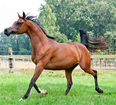 120 Arabian Horse Names | Horse names, Horses, Beautiful horses