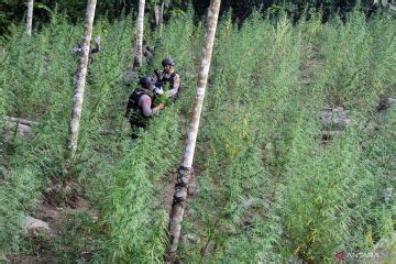 Operasi Pemusnahan Ladang Ganja Di Aceh Utara Antara News