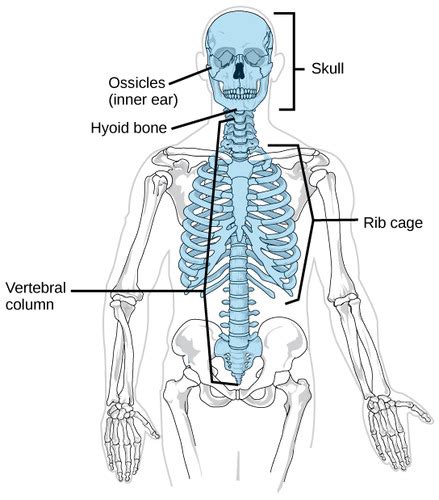 Medical Terminology Chapters 3 And 4 Flashcards Quizlet