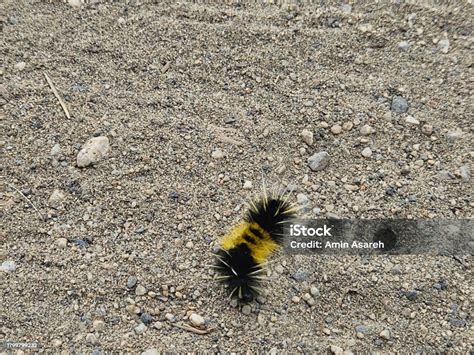 Furry Moth Caterpillar With Black And Yellow Colors Mostly Seen In Northern California Near ...