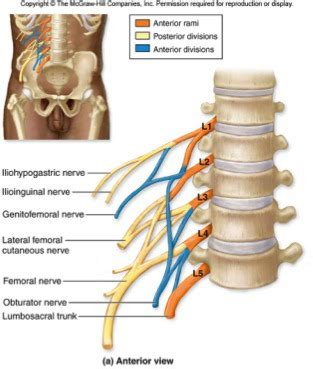 Spinal Nerves Flashcards Quizlet