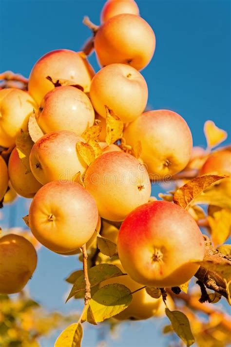 Autumn Apples Harvesting Season. Rich Harvest Concept. Apples Yellow ...