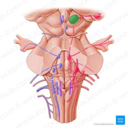 Superior colliculus: Anatomy and function | Kenhub