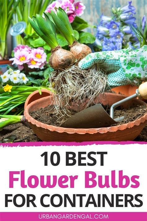 10 Best Flower Bulbs For Containers Bulb Flowers Planting Bulbs Growing Flowers