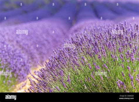 Lavender fields in bloom in Provence. Pays de Sault (Vaucluse Stock ...