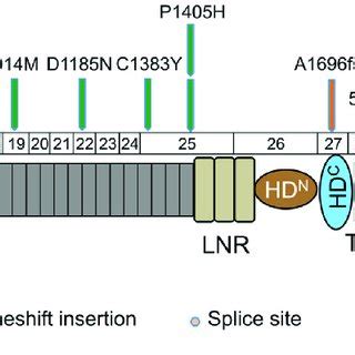 Summary Of Somatic Mutations And CNVs Across 47 OSCC Samples A The