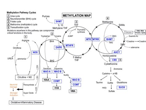 Best methylation cycle diagram I've found (Dr Mullan) : r/MTHFR