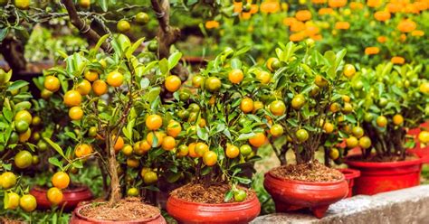 How To Plant A Tangerine Seed