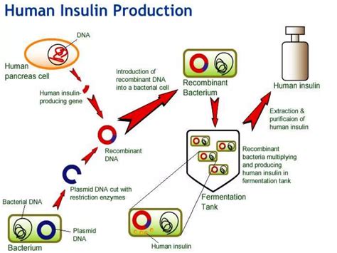 Recombinant Dna R Dna Technology Ppt