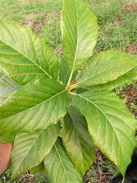 Avocado Diseases And Pests Description Uses Propagation