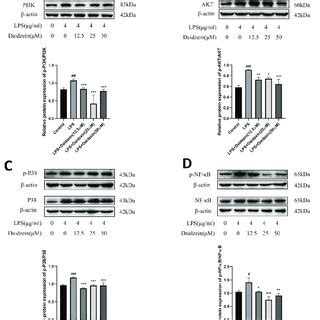 Daidzein Suppressed The Lps Induced Effects Through The Pi K Akt And