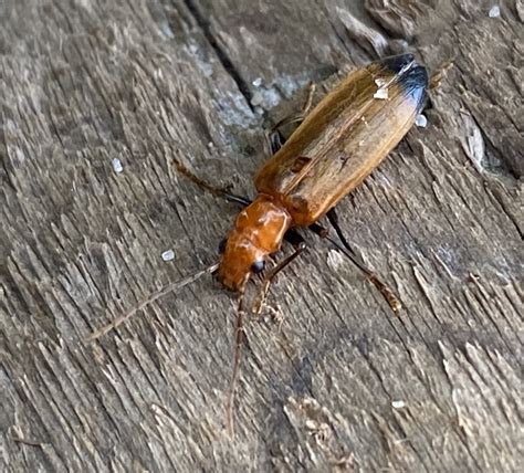 About Wharf Borer Maryland Biodiversity Project