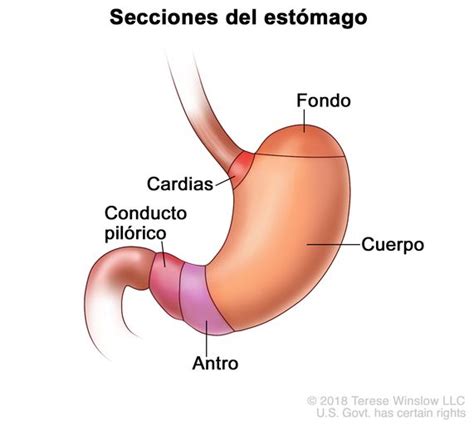 Definición De Cardias Diccionario De Cáncer Del Nci Nci