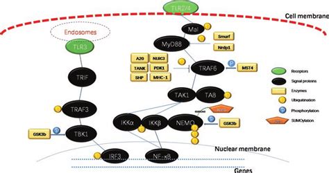 Inflammatory Signaling Transduction And Ptms Of Tlr Pathways