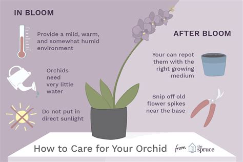 orchids indoor plant care growing guide