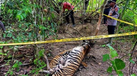 Dua Harimau Sumatera Ditemukan Mati Di Peunaron Aceh Timur Diduga