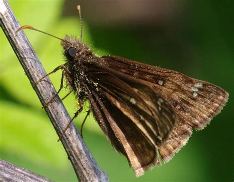 Butterfly Juvenal S Duskywing