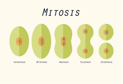 A Study of the Basic Difference Between Mitosis and Meiosis - Biology Wise