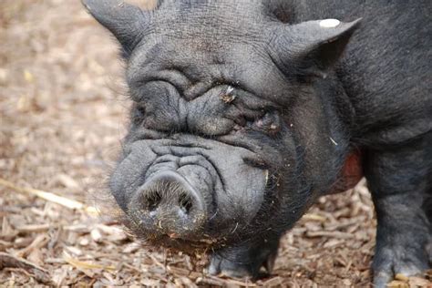 Wild Potbellied Pigs In Delaware On The Rise