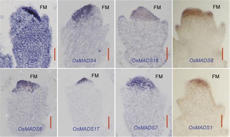 Rna In Situ Hybridization Analysis Of Fzp And Osmads Box Genes The