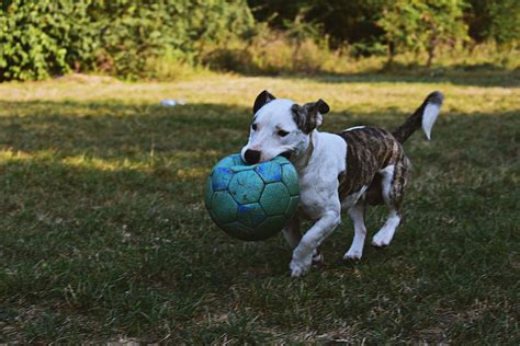 Dogs Playing Photos, Download The BEST Free Dogs Playing Stock Photos & HD Images