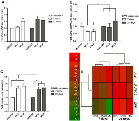 Expression Of Osteogenic Marker Genes During Osteogenic Differentiation