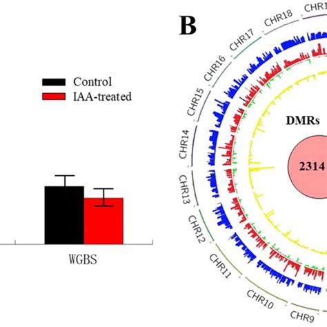 Variations In The Epigenome Of P Tomentosa Under Iaa Treatment A Dna